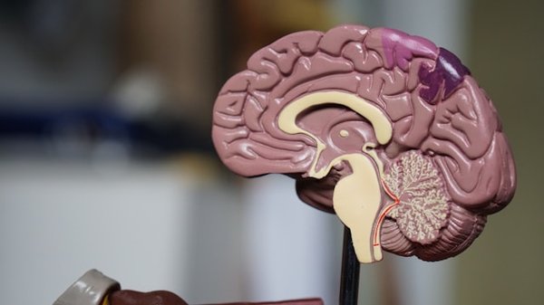 How Are 3D Printed Organs Being Used in Medical Training and What Are Their Potential Future Applications?